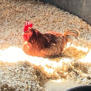 Meet your Posher, Susan